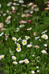 white and red daisy flowers in the garden on a blurred background of green leaves