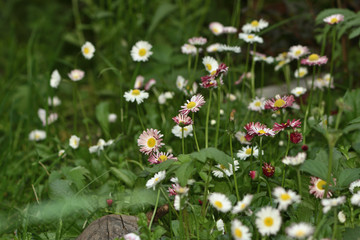 white and red daisy flowers in the garden on a blurred background of green leaves