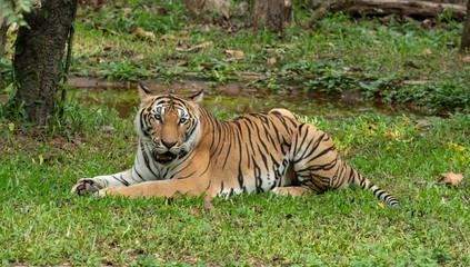 Fototapeta na wymiar Bengal Tiger in Zoo show head and leg