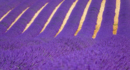 CLOSE UP, DOF: Vivid fields of fragrant lavender in full bloom in sunny Provence