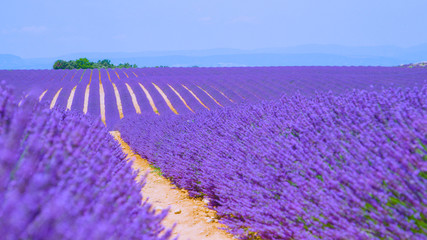 Fototapeta na wymiar CLOSE UP: Breathtaking shot of vibrant lavender bushes covering the countryside.