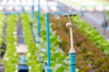 Organic Vegetables in organic  farm. Vegetable farm, Water springier, spray watering to hydroponics organic vegetable farm