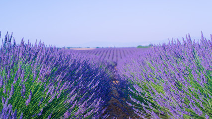 CLOSE UP: Long rows of lavender plants cover the vast countryside in France.
