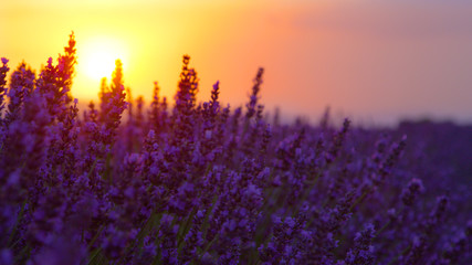 LENS FLARE, DOF: Evening sunbeams shine on the swaying fragrant lavender shrub.
