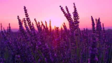 LENS FLARE: Scenic shot of sunrise illuminating the aromatic shrubs of lavender.