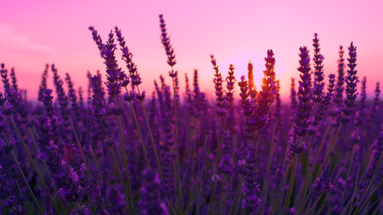 SUN FLARE: Lush violet lavender bush sways in the gentle breeze at sunset.