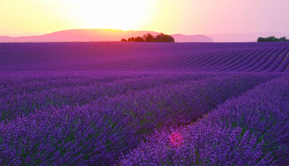 LENS FLARE: Evening sun sets behind the hills and shines on fields of lavender. © helivideo
