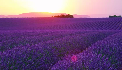 Fototapeten Violett LENS FLARE: Evening sun sets behind the hills and shines on fields of lavender.  © helivideo