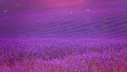 CLOSE UP: Insects fly over the sunlit lavender shrubs on a calm summer evening.