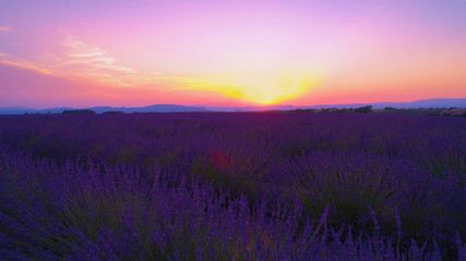 Fototapeta na wymiar AERIAL Flying over the long rows of blooming lavender illuminated by the sunrise