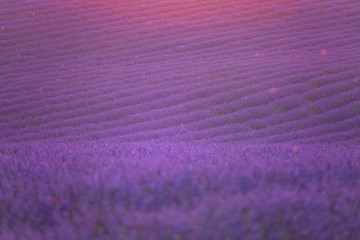 LENS FLARE: Vibrant fields of lavender are illuminated by the golden rising sun.