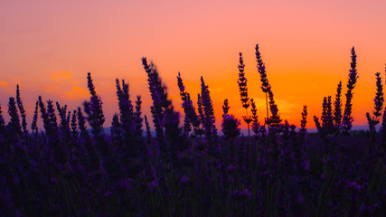 CLOSE UP: Violet fields of lavender are gently illuminated after the sunset.