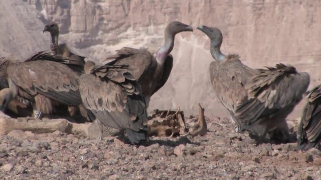 Griffon vultures feeding on camel in feeding station, Sde Boker Israel