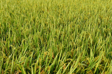 close up of ripening rice in a paddy field