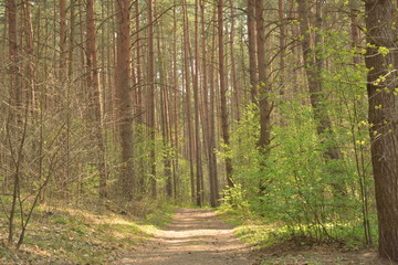 Fototapeta premium droga w lesie z promieniem słońca