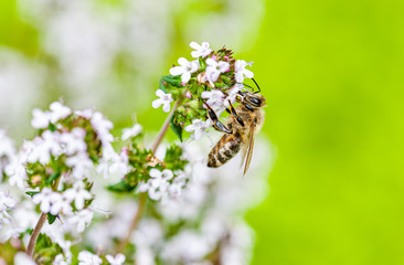 bee on a flower