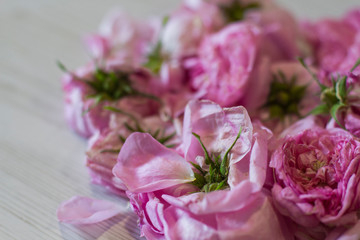 dry tea rose pink flowers on wooden