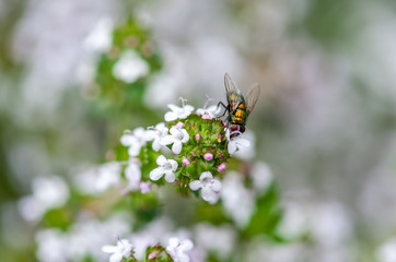 green fly on thyme