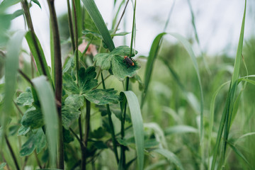Green plant grass and flowers
