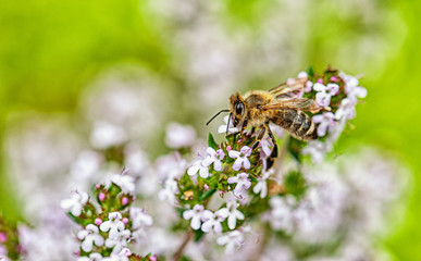 bee on flower