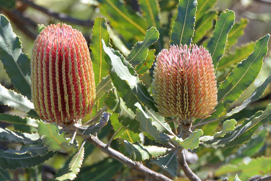 Banksia ericifolia