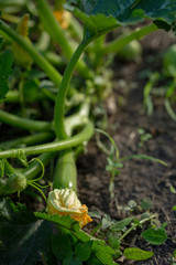 Young zucchini plants on soil