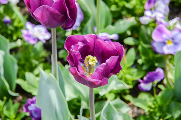 満開のチューリップ