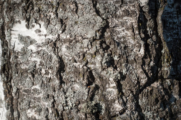 Birch tree bark, close-up, texture and background