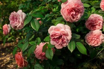 German rose Chippendale