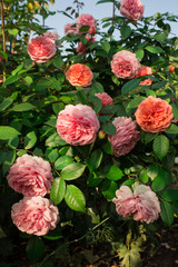 Obraz na płótnie Canvas German rose Chippendale