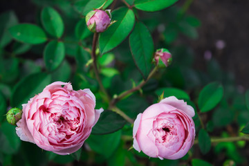 Blooming in the garden rose