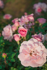 Blooming in the garden rose Bonica