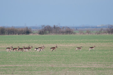 Naklejka na ściany i meble group of fallow deer (Dama dama) running away to the bushes