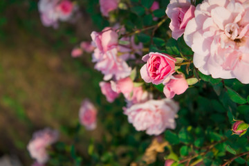 Blooming in the garden rose Bonica