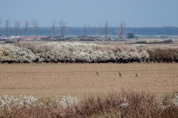 Three European roe deer (Capreolus capreolus) running away to the blossom bushes