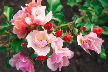 Blooming in the garden beautiful rose
