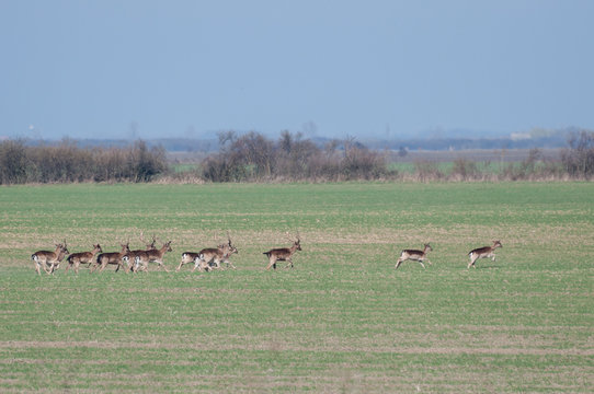 group of fallow deer (Dama dama) running away to the bushes