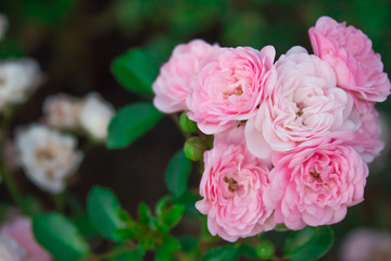 Blooming in the garden rose Satina