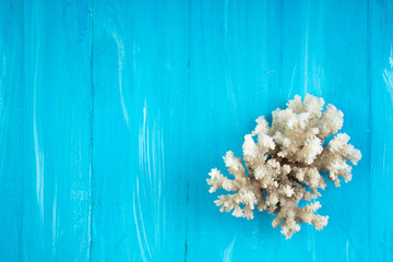 corals, slave, sunscreen, starfish ,summer background. Top view.