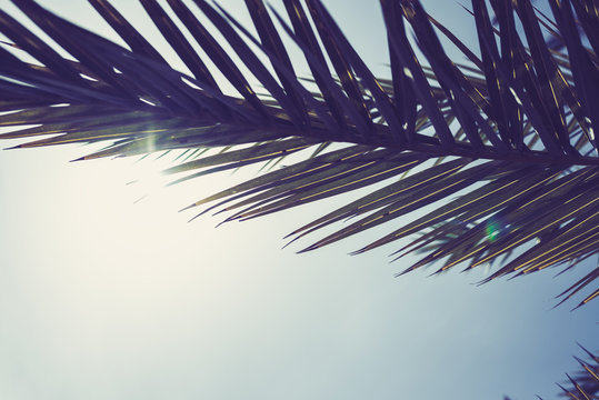 Sun Rays And Glare Penetrate Through The Branches Of Palm Trees On A Tropical Beach