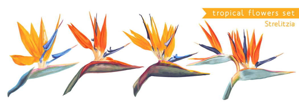 ,Vector tropical set of Strelitzia Reginae, tropical flowers and leaves. Vector, isolated on white. Realistic style, hand drawn. South African plant, called crane flower or bird of paradise.