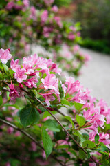 Beautiful botanical garden, flowers and blooming bushes in spring