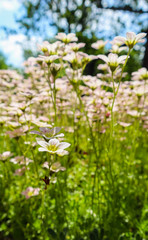 Delicate white flowers of Saxifrage mossy in spring garden