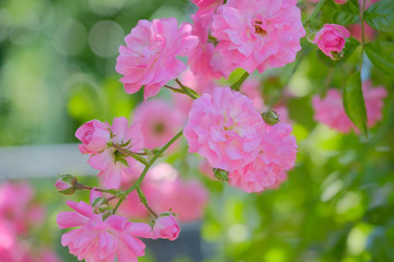 rose flower in garden