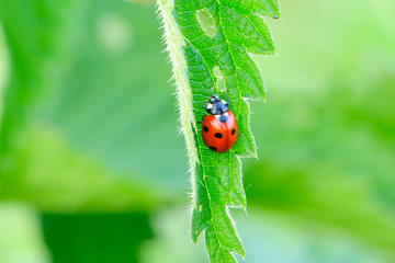 Ladybird sits on a nettle leaf. Isolated on a green background.
