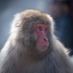 Japanese Macaque monkey in the Jigokudani (means Hell’s Valley) snow monkey park in Nagano Japan