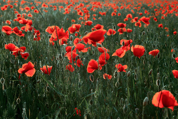  Landscape of poppies field at sunset