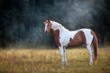 Piebald  horse standing in fog meadow