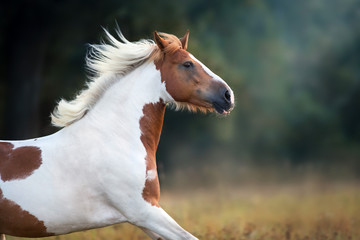Piebald  horse run gallop on fog meadow