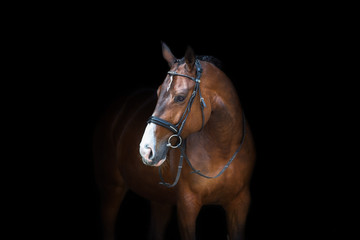Horse portrait in bridle isolated on black background